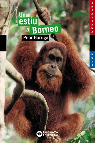 ESTIU A BORNEO, UN (ANTAVIANA NOVA, 116) | 9788448921071 | GARRIGA, PILAR | Llibreria Drac - Librería de Olot | Comprar libros en catalán y castellano online