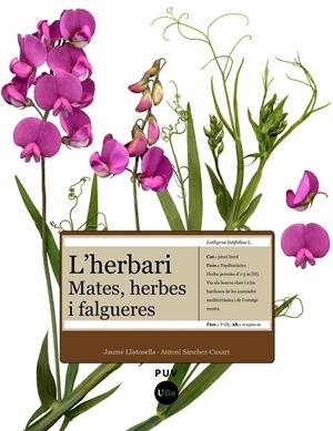 HERBARI, L': MATES, HERBES I FALGUERES | 9788447531905 | LLISTOSELLA, JAUME | Llibreria Drac - Llibreria d'Olot | Comprar llibres en català i castellà online