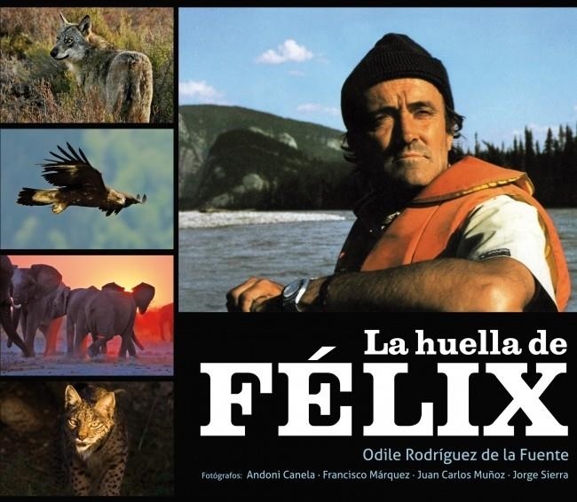 HUELLA DE FELIX, LA | 9788425345685 | RODRIGUEZ DE LA FUENTE, ODILE | Llibreria Drac - Llibreria d'Olot | Comprar llibres en català i castellà online