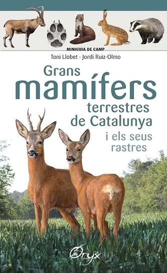 GRANS MAMÍFERS TERRESTRES DE CATALUNYA I ELS SEUS RASTRES | 9788490347881 | LLOBET, TONI; RUIZ-OLMO, JORDI | Llibreria Drac - Llibreria d'Olot | Comprar llibres en català i castellà online