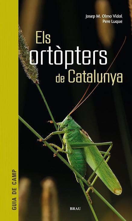 ORTÒPTERS DE CATALUNYA, ELS | 9788418096266 | OLMO, JOSEP M; LUQUE, PERE | Llibreria Drac - Llibreria d'Olot | Comprar llibres en català i castellà online