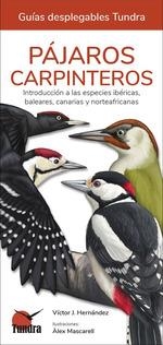 PAJAROS CARPINTEROS (GUIAS DESPLEGABLES TUNDRA) | 9788419624192 | Llibreria Drac - Llibreria d'Olot | Comprar llibres en català i castellà online